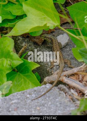 Schöne junge Sandechsen genießen die Sonne in Deutschland. Junge Sandechsen auf der Suche nach Nahrung, fotografiert in Deutschland an einem sonnigen Tag. Stockfoto