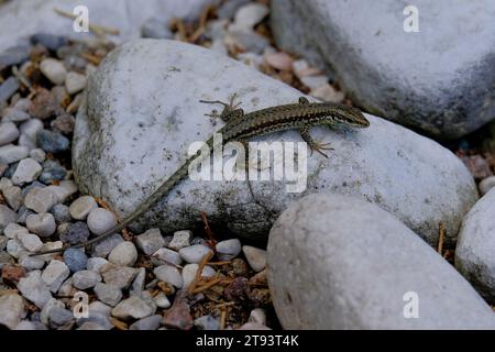 Schöne junge Sandechsen genießen die Sonne in Deutschland. Junge Sandechsen auf der Suche nach Nahrung, fotografiert in Deutschland an einem sonnigen Tag. Stockfoto