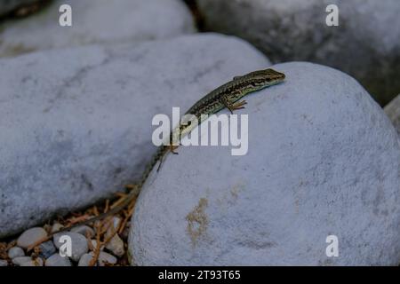 Schöne junge Sandechsen genießen die Sonne in Deutschland. Junge Sandechsen auf der Suche nach Nahrung, fotografiert in Deutschland an einem sonnigen Tag. Stockfoto