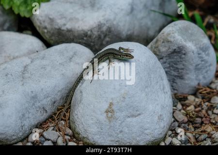 Schöne junge Sandechsen genießen die Sonne in Deutschland. Junge Sandechsen auf der Suche nach Nahrung, fotografiert in Deutschland an einem sonnigen Tag. Stockfoto