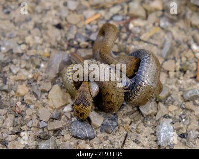 Junge Grasschlange isst einen langsamen Wurm, fotografiert in Deutschland an einem sonnigen Tag. Stockfoto