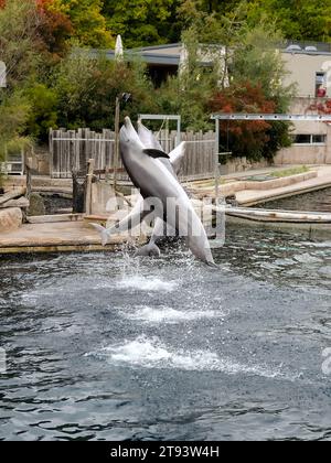 Springende Delfine in einer Show im Nürnberger Zoo, aufgenommen in Deutschland an einem sonnigen Tag. Stockfoto