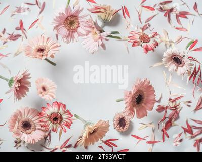 Blumenrahmen mit fliegenden Blumen auf weißem Hintergrund. Schwebendes Blühen von rosa Gerbera in Kreisform. Draufsicht. Stockfoto
