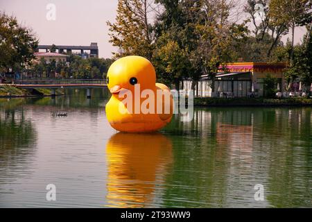 BG gelbe Plastikente in einem Teich im Park. Stockfoto