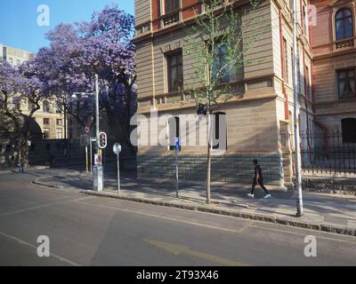 Madiba Street in Pretoria, Gauteng, Südafrika, mit violettem Jacarandabaum. Stockfoto