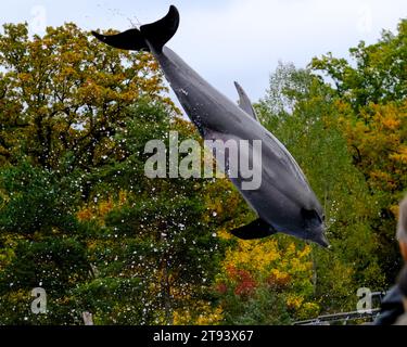 Springende Seelöwen in einer Show im Nürnberger Zoo, aufgenommen in Deutschland an einem sonnigen Tag. Stockfoto