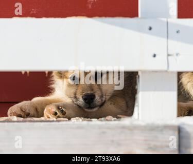 Ein Hund, der sich hinter einem Zaun in Grönland erholt Stockfoto
