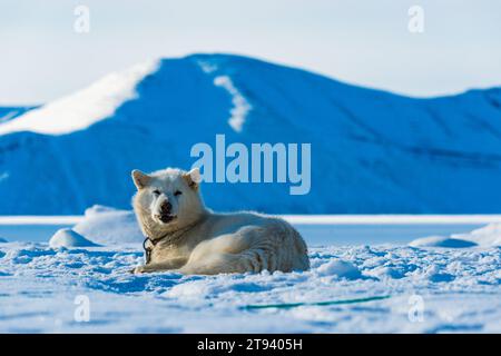 Ein grönländischer Hund, der im Schnee liegt und die Berglandschaft hat. Stockfoto