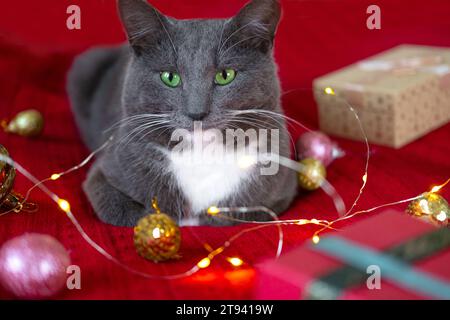 Kätzchen schnüffeln und kauen eine Girlande auf roter Strickdecke. Geschenkbox, Weihnachtslichter und glänzender Dekorationshintergrund. Gray Cat spielt und bereitet es vor Stockfoto