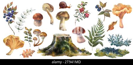 Eine große Reihe von Waldpilzen, Boletus, Pfifferlingen und Heidelbeeren, Preiselbeeren, Farn, Baumstumpf, Blätter. Aquarellillustration, handgezeichnet. Isola Stockfoto