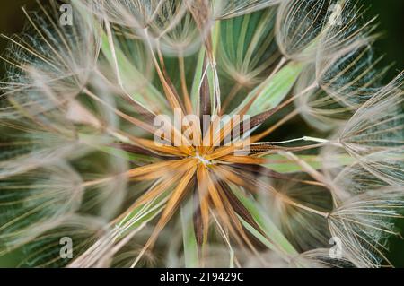 Ziegenbart Tragopogon pratensis, Nahaufnahme des Samenkörpers, große weiße Uhr, Juli Stockfoto