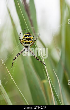 Weibliche Wasp Spinnen auf ihrem Netz in Schilf, RSPB Minsmere Reserve, Suffolk, August Stockfoto