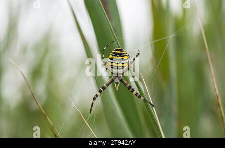 Weibliche Wasp Spinnen auf ihrem Netz in Schilf, RSPB Minsmere Reserve, Suffolk, August Stockfoto