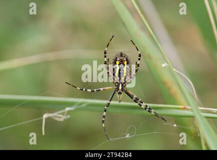 Weibliche Wasp Spinne zeigt ihre Unterseite auf ihrem Netz in Schilf, RSPB Minsmere Reserve, Suffolk, August Stockfoto