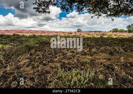 Heather on Dunwich Heide unter einer schottischen Kiefer mit umgefallenen Kegeln über dem Boden, Suffolk, August Stockfoto