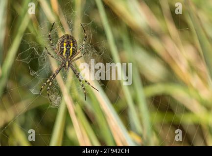 Weibliche Wasp Spinne zeigt ihre Unterseite auf ihrem Netz in Schilf, RSPB Minsmere Reserve, Suffolk, August Stockfoto