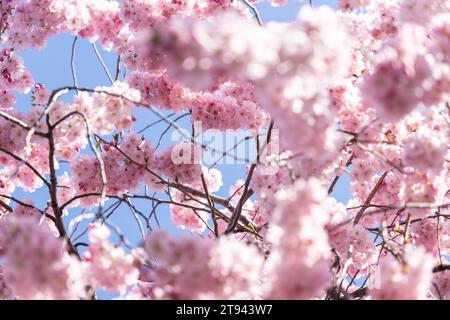 Kirschblüte im Frühling in Deutschland Stockfoto