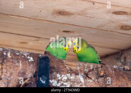 Wellensittiche essen und kuscheln in einem kleinen Tierpark Stockfoto