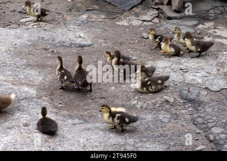 Gelbe und braune Entenküken auf dem Hof. Junge Entenküken im Hof Stockfoto