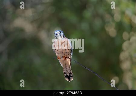 Falco tinnunculus (Falco tinnunkulus), ein Raubvogel aus der Falkenfamilie Falconidae. Hintergrundkopie für verschwommenes Bokeh-Grün Stockfoto