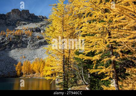 WA23725-00...WASHINGTON - Lärchen in Herbstfarben am Ufer des Upper Eagle Lake im Okanogan-Wenatchee National Forest. Stockfoto