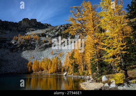 WA23727-00...WASHINGTON - Lärchen in Herbstfarben am Ufer des Upper Eagle Lake im Okanogan-Wenatchee National Forest. Stockfoto