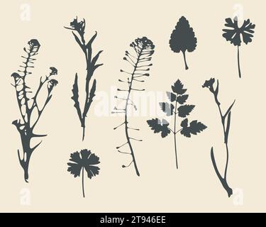 Kräuter, schwarze Silhouetten, botanisches Set von Wiesengras, isolierte Elemente. Weißer Hintergrund. Vektor Stock Vektor
