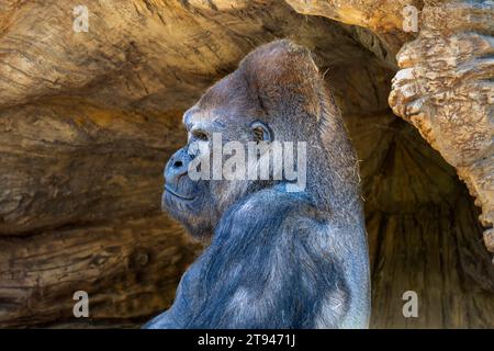 Porträt eines Silverback-Gorillas im westlichen Tiefland, der vor einer Höhle sitzt. Stockfoto