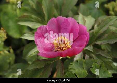Schöne rosa rote Pfingstrose Blume mit gelbem Herz Stockfoto