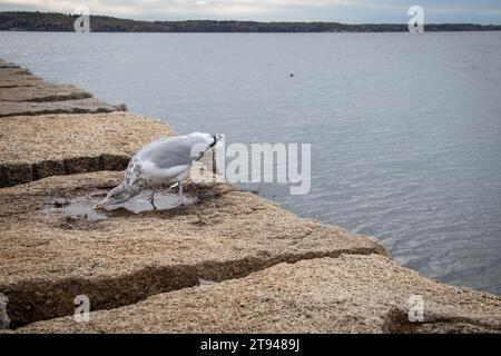 Eine Möwe, die auf einer Felsmauer am Meer neben einer Pfütze an der Küste von Maine steht Stockfoto