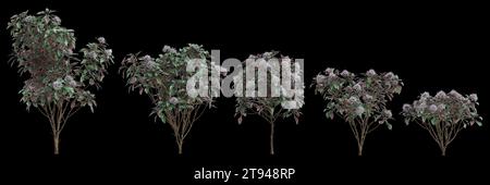 3D-Abbildung des Satzes Clerodendrum Quadriloculare Baum isoliert auf schwarzem Hintergrund Stockfoto