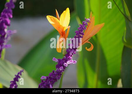 Mexikanischer Buschsalbei oder Salvia leucantha und Indian Shot oder Canna Omega Blüten im Herbst Stockfoto