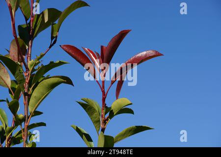 Rote und grüne Blätter eines Photinia fraseri Rote robin Strauchs Stockfoto