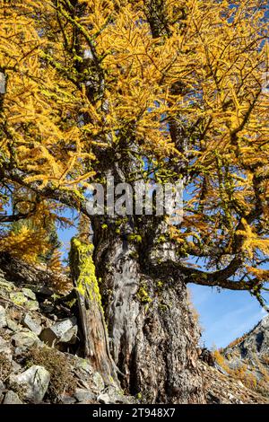 WA23749-00...WASHINGTON - sehr alte Lärche auf dem felsigen Hügel unterhalb des Horsehead Pass im Okanogan National Forest. Stockfoto