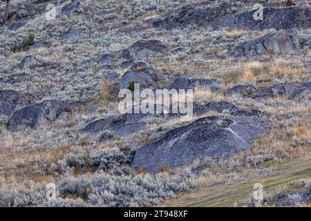 Gabelhirsche zwischen den Felsen im Yellowstone-Nationalpark Stockfoto