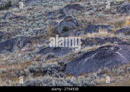 Gabelhirsche zwischen den Felsen im Yellowstone-Nationalpark Stockfoto