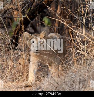 Löwenjunges zu Fuß auf dem Rasen Stockfoto
