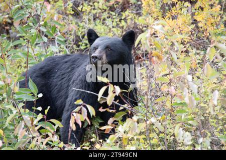 Schwarzer Bär Stockfoto