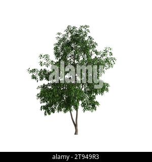 3D-Illustration von Michelia alba Baum isoliert auf weißem Hintergrund Stockfoto