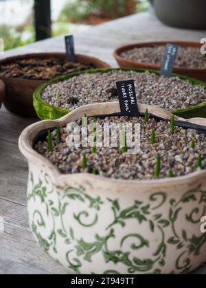 Nahaufnahme von kleinen, beschrifteten Töpfen mit Kies-oben blühenden Muscari-Zwiebeln mit neuen Triebe, die durchstochen Stockfoto