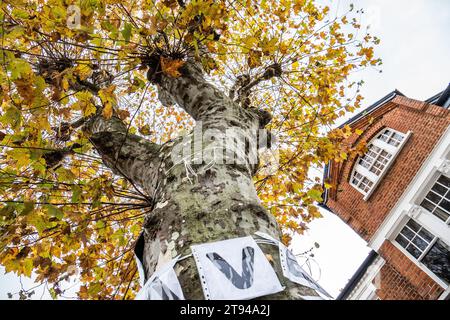 London, England, Großbritannien. November 2023. Oakfield Road, London, Großbritannien, 22. Oktober 2023. Die 123 Jahre alte Platane in der Londoner Oakfield Road und eines der Häuser, die am juristischen Krieg zwischen den multinationalen Versicherern Allianz und Aviva, dem Council of Haringey und den Anwohnern beteiligt waren, die versuchen, sie zu schützen. Heute wurde der Baum durch den für den 23.-24. November geplanten Holzschlag geschützt, da ein Gericht dem Antrag auf gerichtliche Überprüfung zustimmte. (Kreditbild: © Sabrina Merolla/ZUMA Press Wire) NUR REDAKTIONELLE VERWENDUNG! Nicht für kommerzielle ZWECKE! Stockfoto