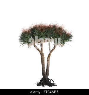 3D-Illustration von Dracaena Draco Baum isoliert auf weißem Baclground Stockfoto