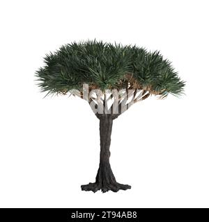 3D-Illustration von Dracaena Draco Baum isoliert auf weißem Baclground Stockfoto