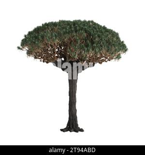 3D-Illustration von Dracaena Draco Baum isoliert auf weißem Baclground Stockfoto