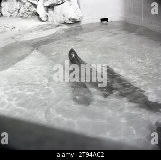 1960er Jahre, historisch, zwei Robben in ihrem Gehege unter Wasser. Stockfoto