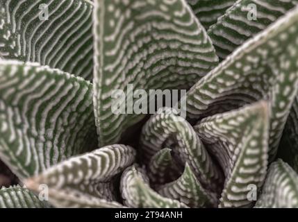 Nahaufnahme von Haworthia limifolia (Spider White) mit grüner Basis und einem einzigartigen weißen Muster. Haworthia Zebra ist eine einzigartige immergrüne Sukkulenten Pflanze Stockfoto