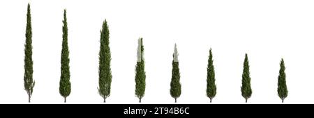 3D-Illustration von Set Cupressus sempervirens Baum isolierter weißer Hintergrund Stockfoto