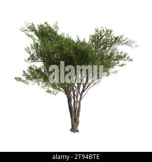 3D-Illustration des Cupressus sempervirens-Baumes isolierter weißer Hintergrund Stockfoto