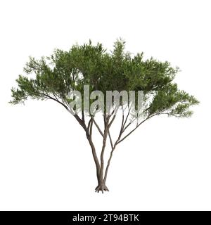 3D-Illustration des Cupressus sempervirens-Baumes isolierter weißer Hintergrund Stockfoto