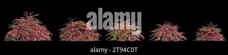3D-Illustration des Busches Nandina domestica Otafukunanten isoliert auf schwarzem Hintergrund Stockfoto